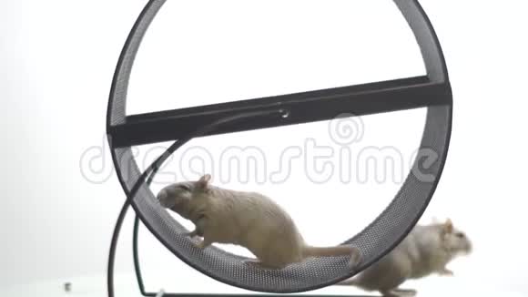 宠物鼠标在运行轮中运行在后台还有一个鼠标视频的预览图