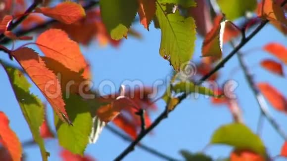 美丽的秋天14视频的预览图