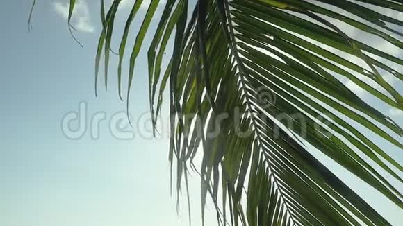 一棵棕榈树的枝条映衬着大海和发光的太阳慢动作1920x1080视频的预览图