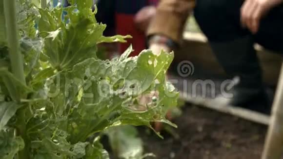 年轻夫妇养护植物视频的预览图