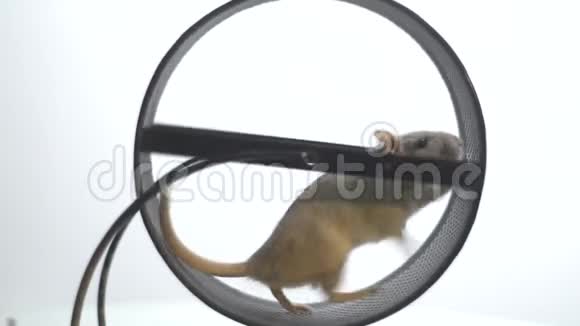 小爪子的白鼠在跑轮里跑动作慢视频的预览图