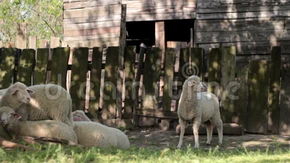 在乡间小屋木门前的树荫下放羊视频的预览图