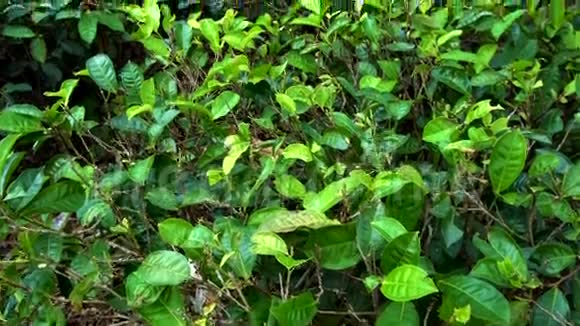 茶叶种植垂直潘视频的预览图