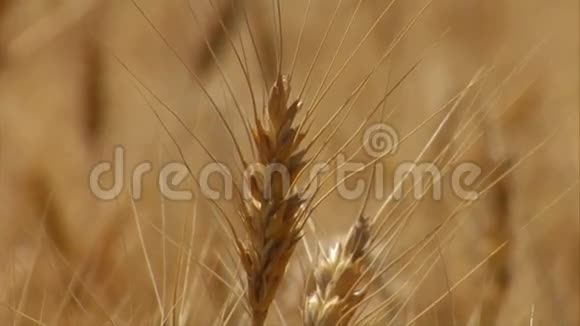 在麦秆上靠近麦秆并聚焦视频的预览图