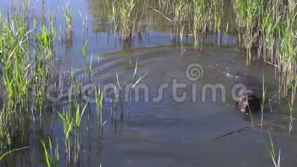 一群狗在湖里游泳视频的预览图