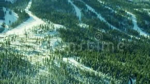 常绿冬季森林地平线视频的预览图