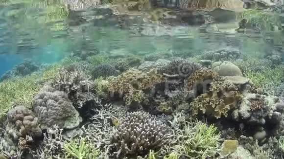 浅水中奇妙的珊瑚礁视频的预览图