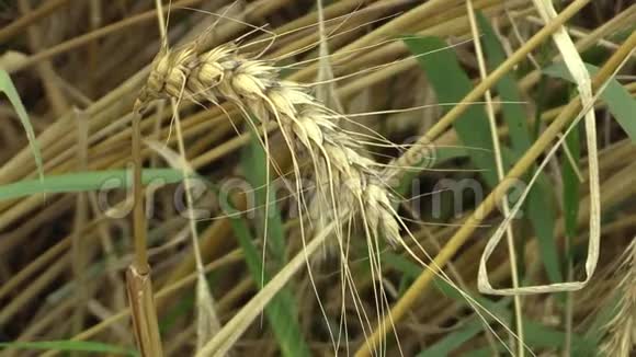 小麦三叶草生物金成熟穗和类面食或通心粉小麦广泛种植为谷物视频的预览图