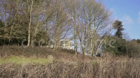 伦敦附近的英国乡村早春山榉木复制空间背景高大乔木和灌木视频的预览图