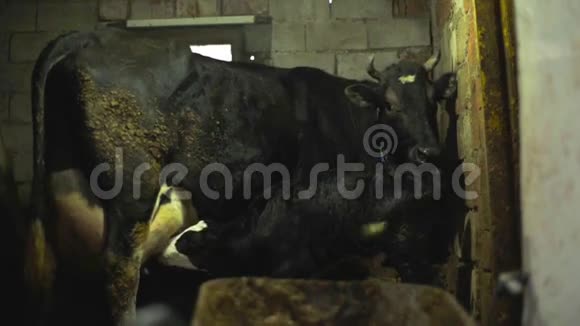 新生的小牛犊喝牛奶视频的预览图