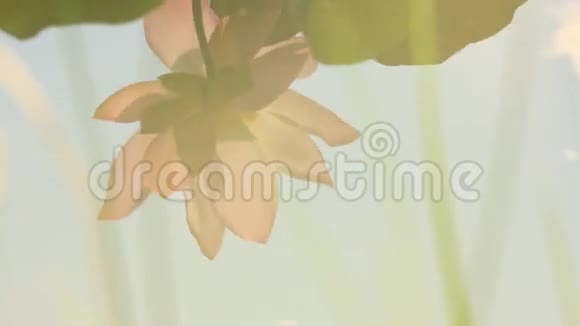 蓝天的玉米树花视频的预览图