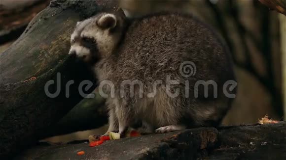 浣熊收集和吃食物特写视频的预览图