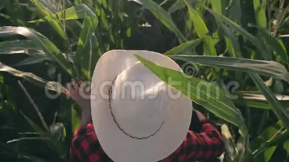 玉米地里的女农场主收获玉米地的农业工作视频的预览图