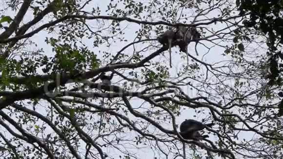 树枝上坐着一只黝黑的猴子视频的预览图