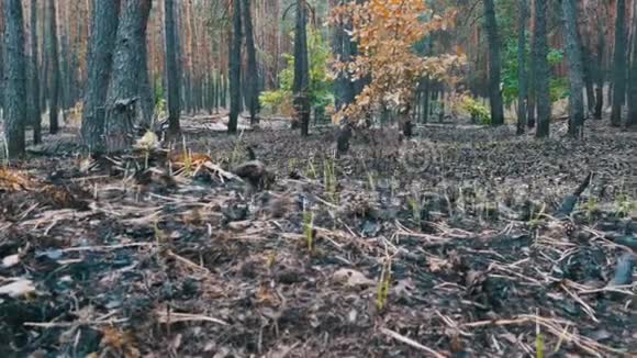松林火灾后烧毁的土地烧焦的树木视频的预览图