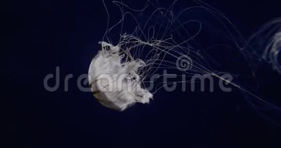 一只大型水母的影像视频的预览图