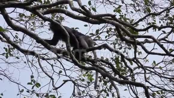 树枝上坐着一只黝黑的猴子视频的预览图