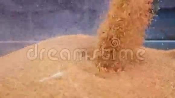 联合收割机浇筑玉米玉米种子视频的预览图