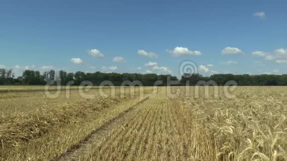小麦三丁香成熟的生物金耳和类面食或通心粉小麦广泛种植为谷物视频的预览图