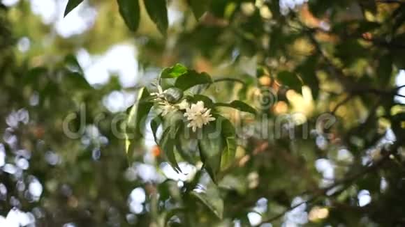 天然背景有橘子树的树枝视频的预览图