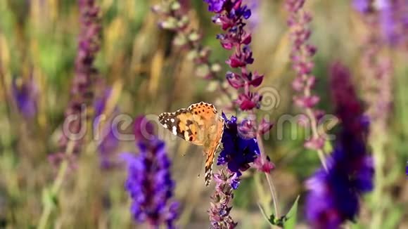 蓝色萨尔维亚花园里的蝴蝶视频的预览图