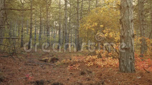人和狗在秋天的森林里散步视频的预览图