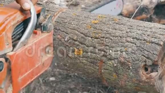 一个人用红锯砍干树干锯末到处飞视频的预览图