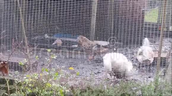 五只后院鸭子在一个泥泞的围栏里觅食视频的预览图