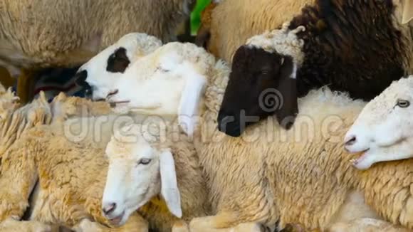 一群羊在阳光明媚的晴天在阴凉处休息视频的预览图