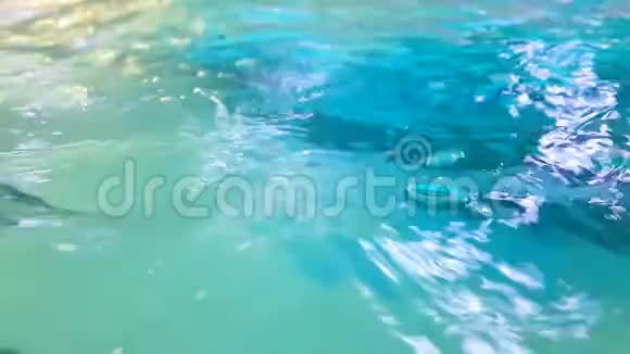 游泳池里碧波荡漾的水视频的预览图