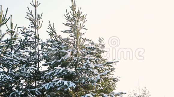 美丽的冬林松雪飘落视频的预览图