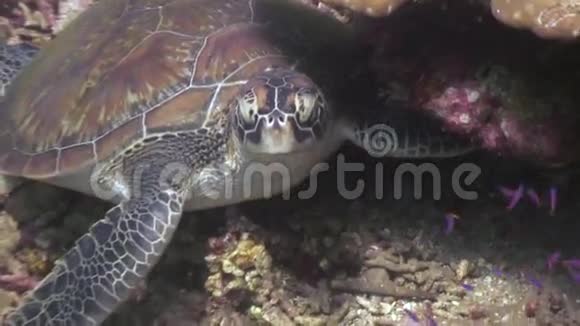 菲律宾海底海龟头部靠近水下自然视频的预览图