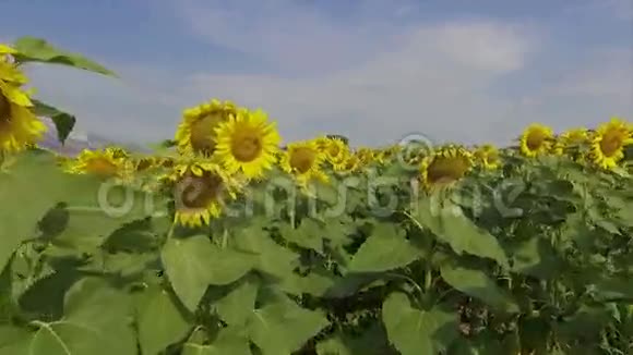 在向日葵之间行走视频的预览图