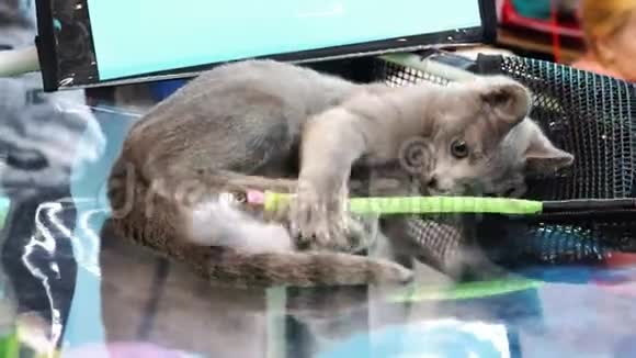 漂亮的条纹家猫玩玩具视频的预览图
