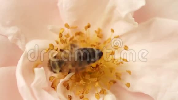 粉红玫瑰蜜蜂第3版视频的预览图