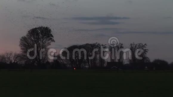 英国的一群大鸟从一群树上飞得很快视频的预览图