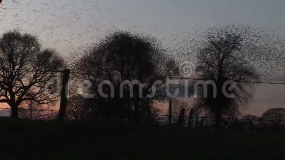 英国傍晚时分一大群雏鸟从树上飞得很快视频的预览图