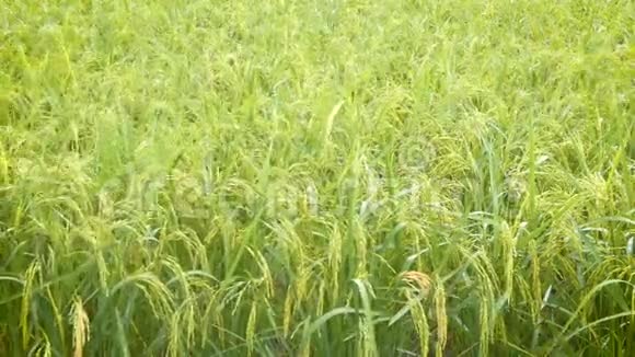 4K雨滴在稻田里的绿色新鲜大米上周围有声音视频的预览图