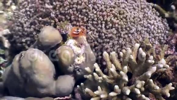 菲律宾野生动物水下的硬海珊瑚视频的预览图