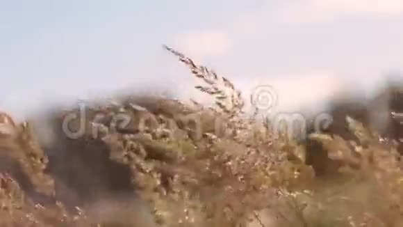 俄罗斯田野里的草在一阵强风中摇曳视频的预览图