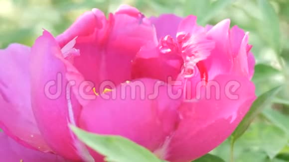 大片美丽的粉红色牡丹近景视频的预览图