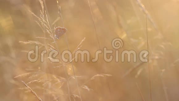 傍晚阳光下草地上美丽的小蝴蝶视频的预览图