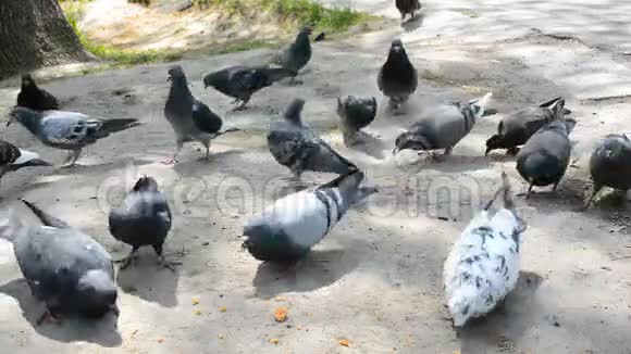 在城市公园用面包屑喂鸽子在那群鸟飞走之后视频的预览图