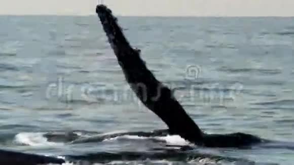 鲸鳍拍打慢动作视频的预览图