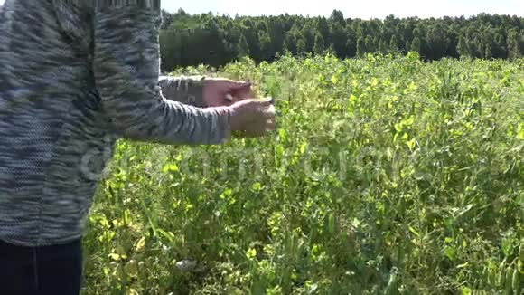 农民妇女手在农村农场种植园收获成熟的豌豆荚4K视频的预览图