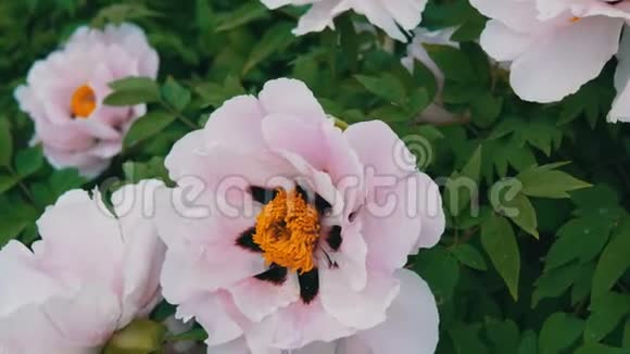 大片美丽的粉红色牡丹近景视频的预览图