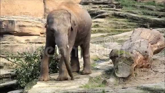野生动物园里的大象视频的预览图