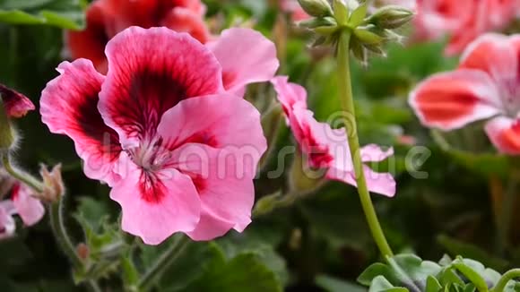 花坛上的粉红色天竺葵花高清视频静态摄像机视频的预览图