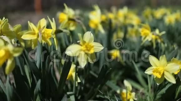 黄色水仙在夏天盛开视频的预览图