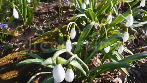 白色盛开的雪珠折叠或加兰花与水滴轻风视频的预览图